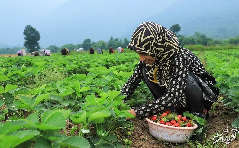 (تصاویر) برداشت توت فرنگی در گلستان